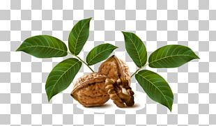 Walnut Drawing Fruit PNG