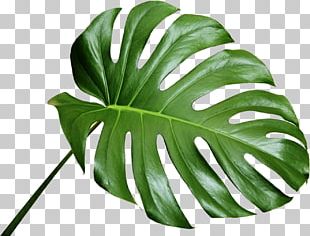 Plant Leaves Leaf Swiss Cheese Plant PNG, Clipart, Arecaceae, Food ...