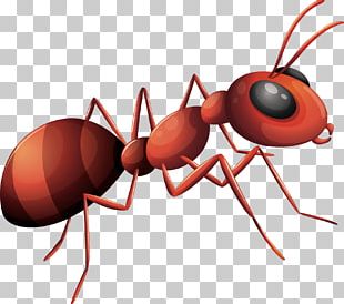 Ant PNG, Clipart, Animation, Ant, Black Garden Ant, Blog, Cartoon Free ...