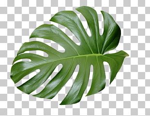 Leaf Swiss Cheese Plant Botanical Illustration Green PNG, Clipart ...