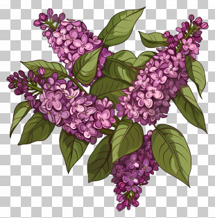 Purple Lilacs - Purple Lilac Flower Bouquet PNG