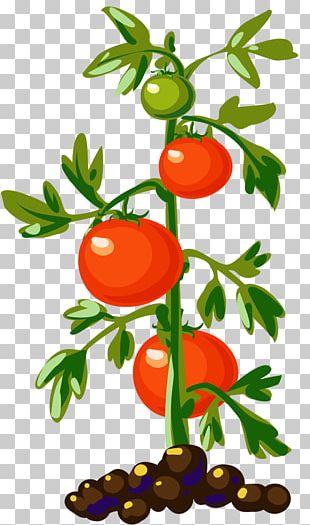 Drawing Vegetable Cherry Tomato Sketch PNG, Clipart, Arrow Sketch ...