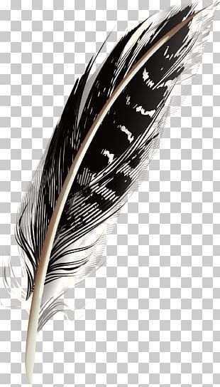 White Feather Black Pattern PNG, Clipart, Animal, Animal Feather, Black ...