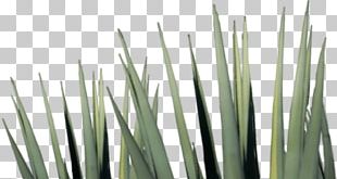 agave azul png images agave azul clipart free download agave azul png images agave azul