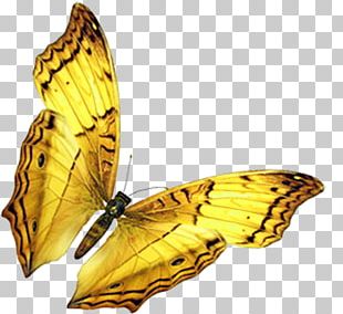 Golden Butterfly Png Images Golden Butterfly Clipart Free Download