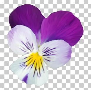 Pansy Violet Petal PNG, Clipart, Flower, Flowering Plant, Magenta ...