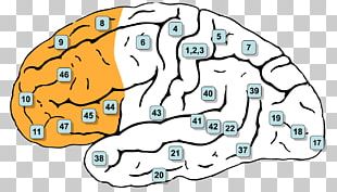 Brodmann Area 8 Prefrontal Cortex Cerebral Cortex Frontal Lobe PNG