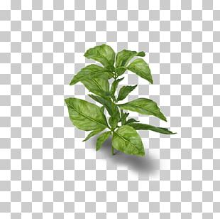 Basil Leaves PNG Images Basil Leaves Clipart Free Download