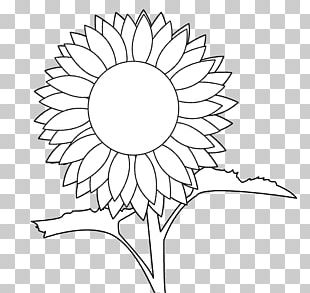 Common Sunflower Drawing White Black PNG, Clipart, Black, Black And ...