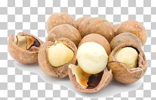 Raw Foodism Macadamia Oil Nut Seed PNG