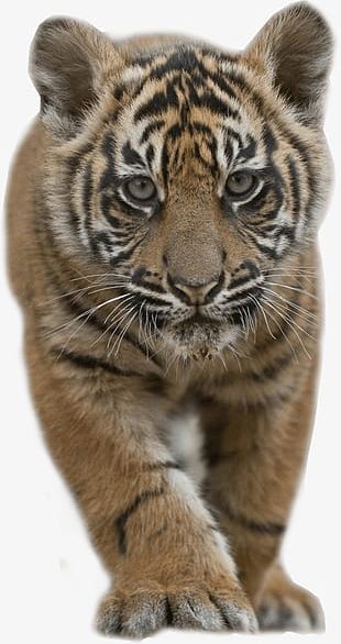 free tigercub clipart