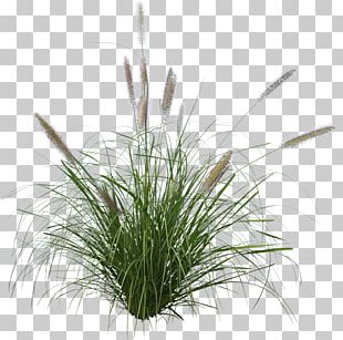 Pennisetum Alopecuroides Ornamental Grass Purple Fountain Grass Japanese Forest Grass PNG