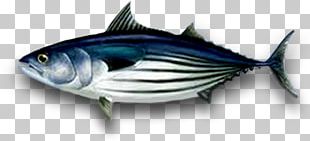 Albacore Bigeye Tuna Southern Bluefin Tuna Atlantic Bluefin Tuna ...