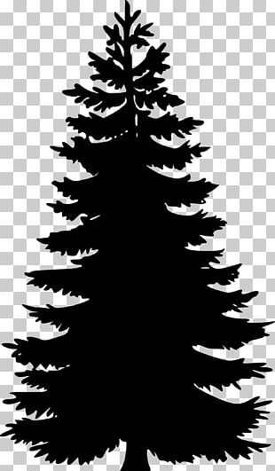 Black Pine Tree Pinus Contorta Png Clipart Black And White Black