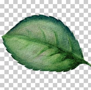 Watercolor Painting Leaf PNG