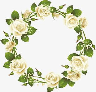 White Roses PNG, Clipart, White Roses Free PNG Download