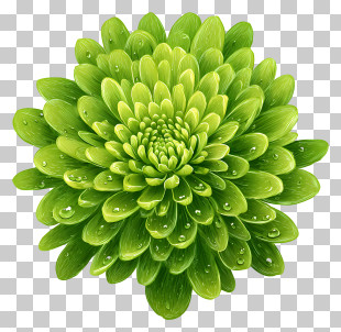 Green Chrysanthemum - Green Chrysanthemum With Dew Illustration PNG