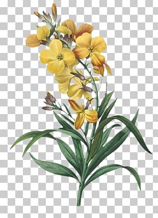 Flower Animation Floral Design Odnoklassniki PNG, Clipart, Animated ...