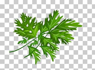 Celeriac Leaf Vegetable PNG