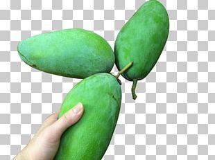 Mango Designer Cyan PNG