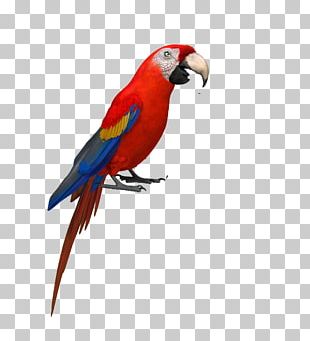 Amazon Parrot Bird Macaw Stock Photography Png, Clipart, Amazon Parrot 