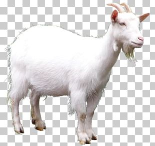 Goat PNG, Clipart, Goat Free PNG Download