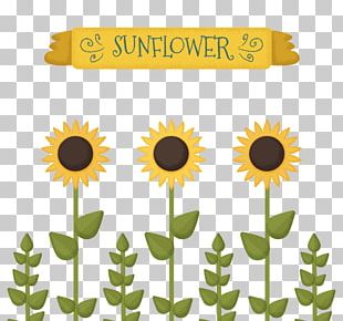 Common Sunflower Drawing Watercolor Painting PNG, Clipart, Art ...