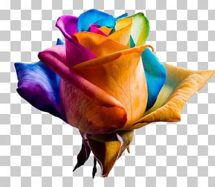 Rainbow Rose Color Rainbow Rose Flower PNG, Clipart, Blue, Blue Rose ...