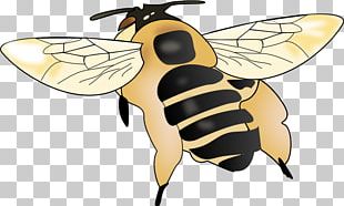 Honey Bee Insect Bumblebee PNG