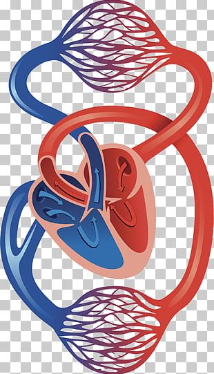 Cardiovascular System PNG Images, Cardiovascular System Clipart Free ...