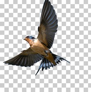 Barn Swallow Bird Flight PNG, Clipart, Animals, Barn Swallow, Beak ...