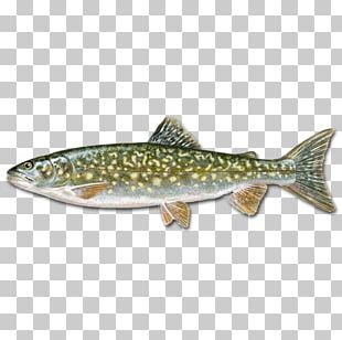 Salmon Westslope Cutthroat Trout Lahontan Cutthroat Trout Rainbow Trout ...