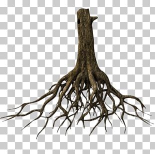 Tree Root Branch PNG, Clipart, Branch, Flora, Girdling, Leaf, Line Free ...