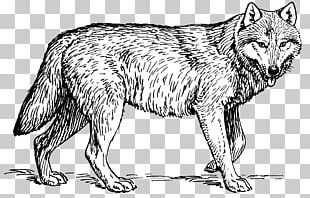 Red Fox Wolf Coyote Arctic Fox Gray Fox PNG, Clipart, Arc, Black And ...