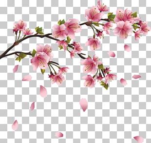 Cherry Blossom PNG