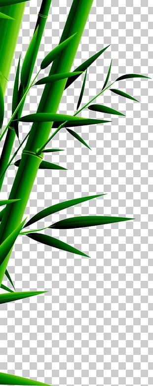 Light Bamboo Leaves Png Images Light Bamboo Leaves Clipart Free Download