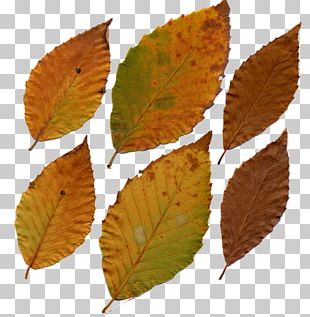 Fagus Grandifolia Leaf Deciduous Tree Plant PNG
