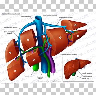 Liver Segment Anatomy Portal Vein Hepatic Veins PNG, Clipart, Anatomi ...