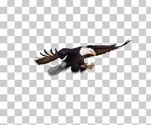 Bald Eagle PNG