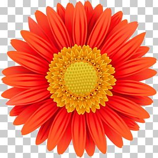 orange daisy flower images