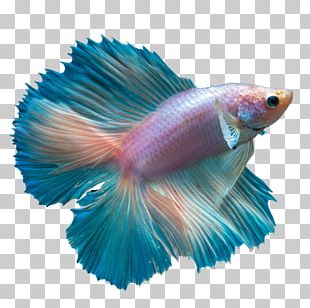 Siamese Fighting Fish Honey Gourami Spotfin Betta Goldfish PNG, Clipart ...