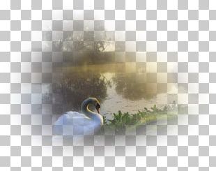 Nature Duck Desktop PNG