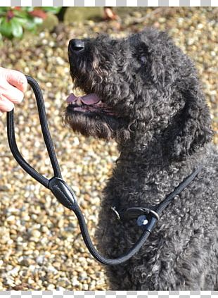 Spanish Water Dog Portuguese Water Dog Barbet Irish Water Spaniel Standard Poodle PNG