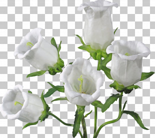 Garden Roses PNG