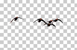 Beak Water Bird PNG