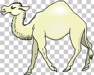 Camel Graphics Drawing PNG