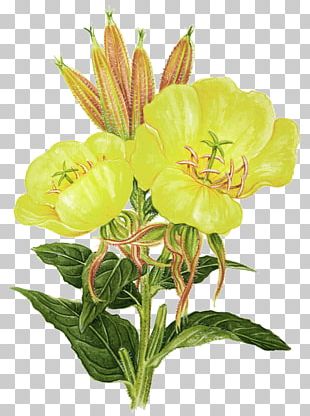 Flower Plant Common Evening-primrose Essential Fatty Acid Herb PNG
