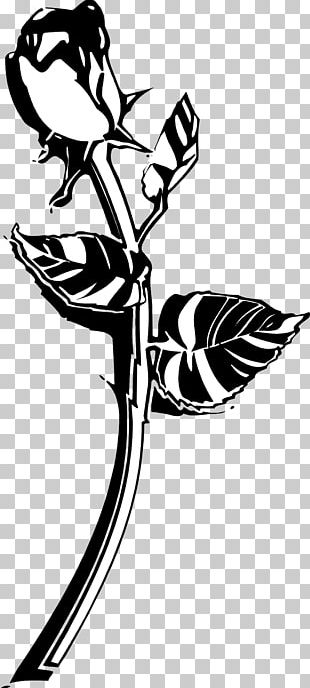Black Rose Drawing PNG