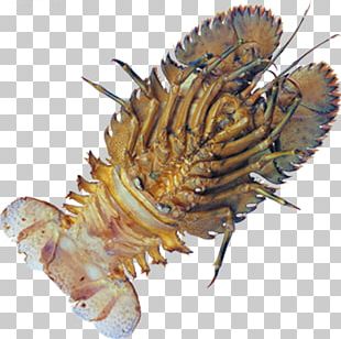Caridea Shrimp PNG