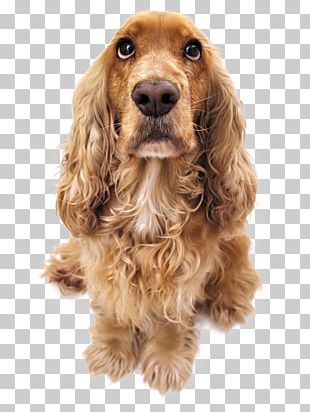 Australian Silky Terrier Cocker Spaniel Cat Veterinarian Clinique VÃ©tÃ©rinaire PNG